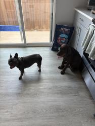 Reunited Male Dog last seen Chapel Creek Cottages, Fort Worth, TX 76108