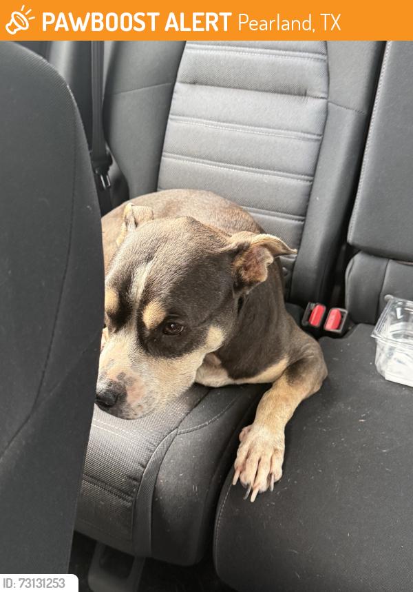 Found/Stray Female Dog last seen Near, Pearland, TX 77581