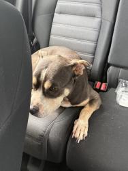 Found/Stray Female Dog last seen Near, Pearland, TX 77581