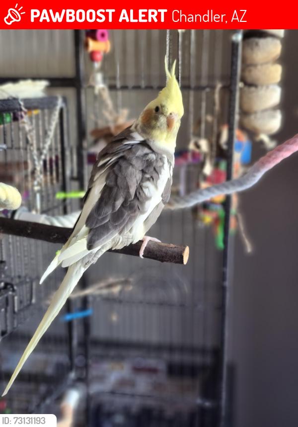 Lost Female Bird last seen Arizona Ave & Queen Creek, Chandler, AZ 85248