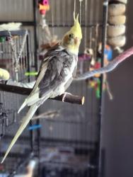 Lost Female Bird last seen Arizona Ave & Queen Creek, Chandler, AZ 85248