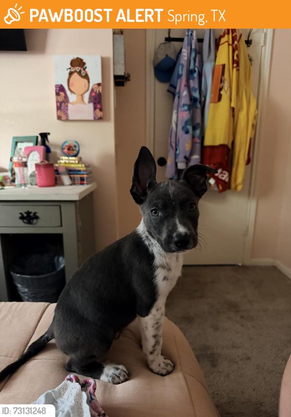 Found/Stray Male Dog last seen Kuykendahl and Cypressdale, Spring, TX 77388