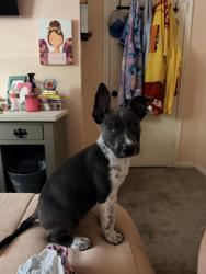 Found/Stray Male Dog last seen Kuykendahl and Cypressdale, Spring, TX 77388