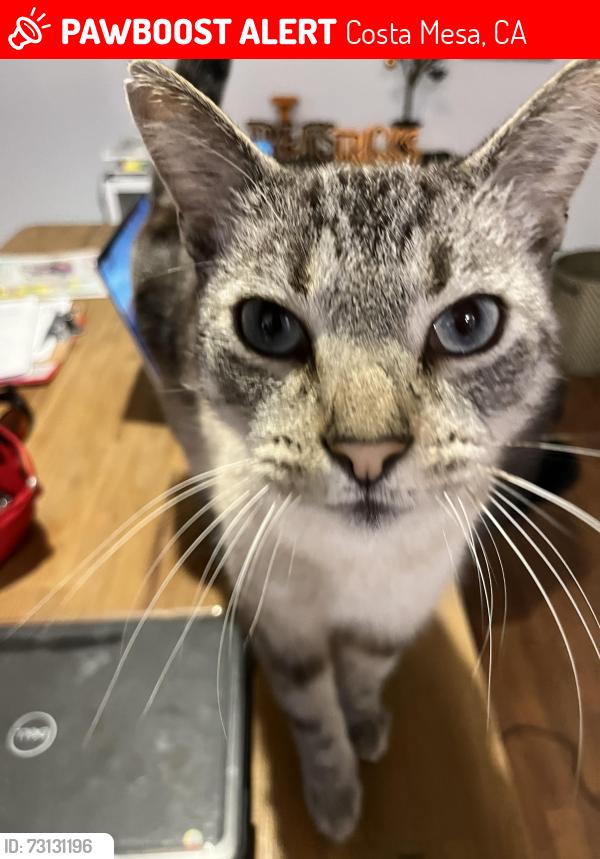 Lost Male Cat last seen Alley in between Flower and Broadway (100 block), Costa Mesa, CA 92627