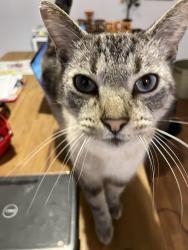 Lost Male Cat last seen Alley in between Flower and Broadway (100 block), Costa Mesa, CA 92627