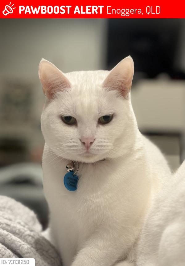 Lost Female Cat last seen Laurel street, Enoggera, QLD 4051