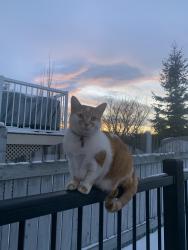 Reunited Male Cat last seen 190A Street NW, Edmonton, AB 