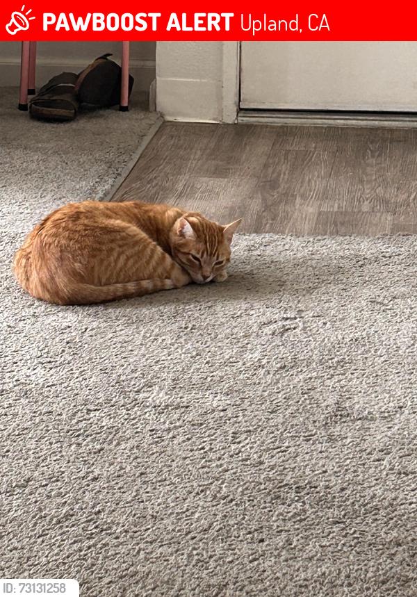 Lost Male Cat last seen Northwoods apmts, Upland, CA 91786