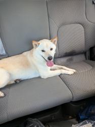 Reunited Unknown Dog last seen Shady Woods Market, Conroe, TX 77301