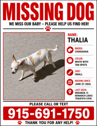 Lost Male Dog last seen Tequesta cove, Monarch lakes, Miramar, FL, Miramar, FL 33027