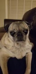 Lost Female Dog last seen Quarry Crest & Pinnacle Pkwy & Hoffman Lane, New Braunfels, TX 78132