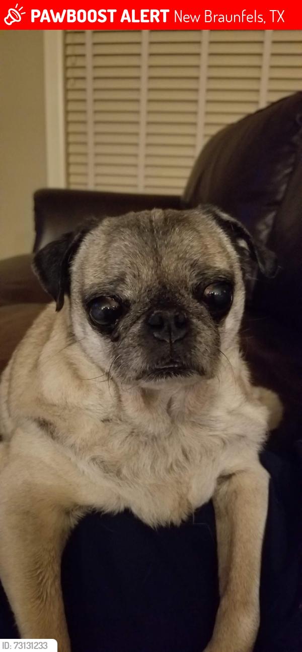 Lost Female Dog last seen Quarry Crest & Pinnacle Pkwy & Hoffman Lane, New Braunfels, TX 78132