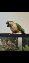 Lost Female Bird last seen Jana Lee ave. , Alexandria, VA 22309
