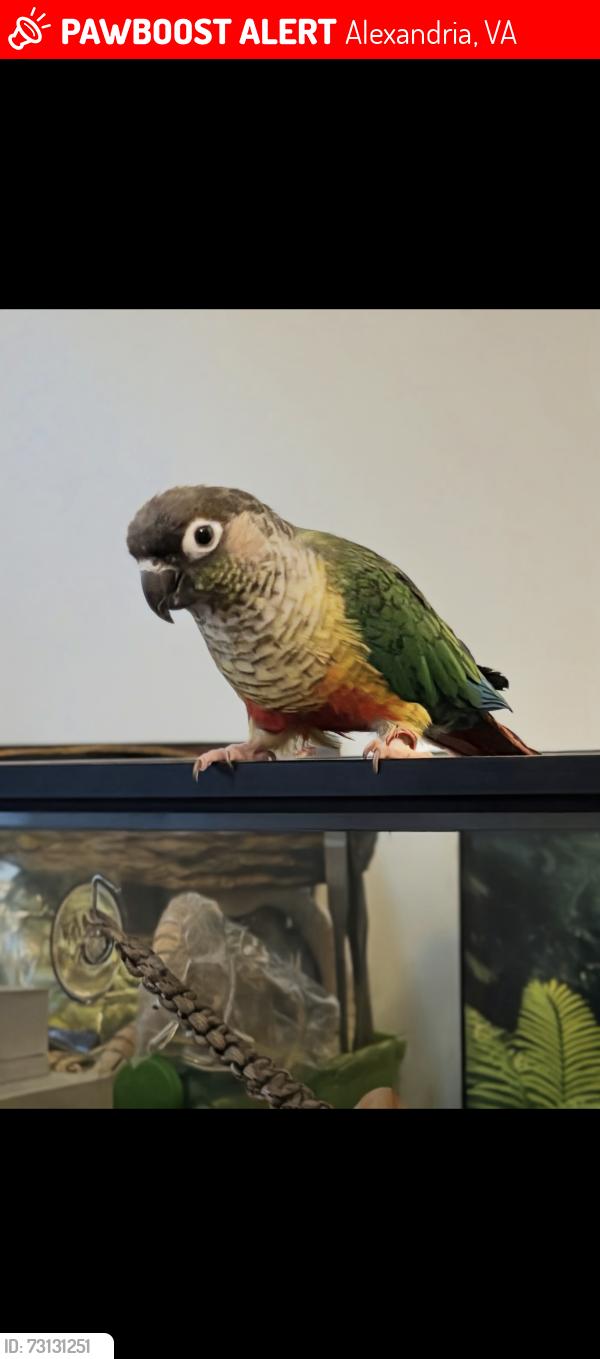 Lost Female Bird last seen Jana Lee ave. , Alexandria, VA 22309