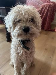 Reunited Male Dog last seen N Tyndall Ave and E Halcyon Rd, Tucson, AZ 85719