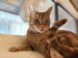 Lost Male Cat last seen Art street and Montezuma, San Diego, CA 92115