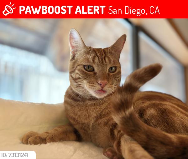 Lost Male Cat last seen Art street and Montezuma, San Diego, CA 92115