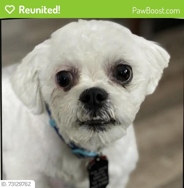 Reunited Male Dog last seen Memorial and mackinaw, Calumet City, IL 60409