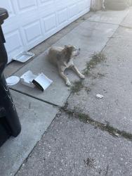Found/Stray Female Dog last seen Alley way of 3506 w 57th pl, Chicago, IL 60629