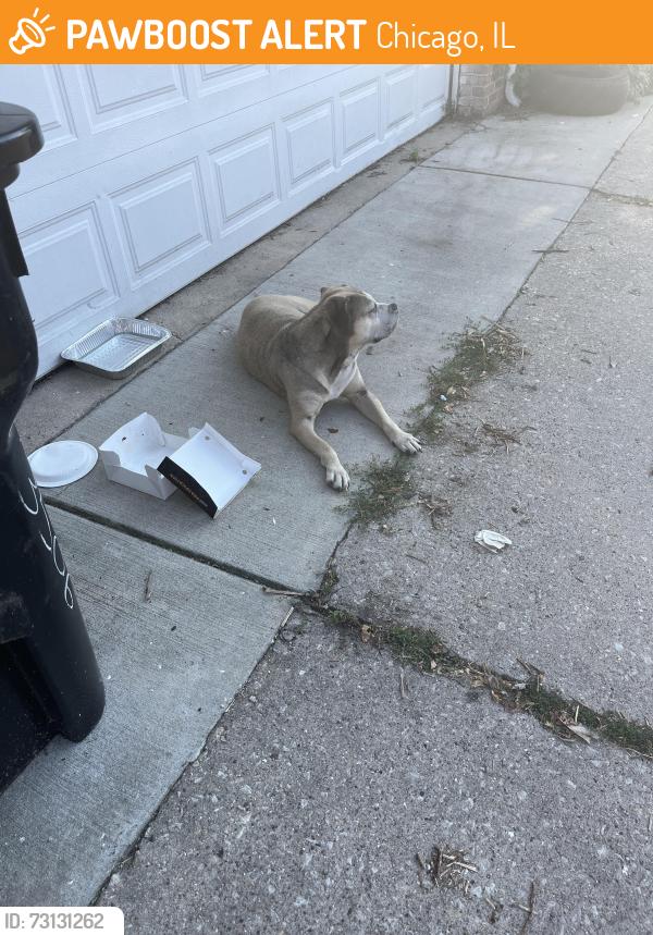 Found/Stray Female Dog last seen Alley way of 3506 w 57th pl, Chicago, IL 60629