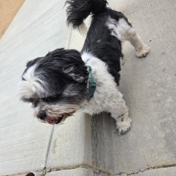 Reunited Unknown Dog last seen Temecula canyon high school, Lake Elsinore, CA 92532
