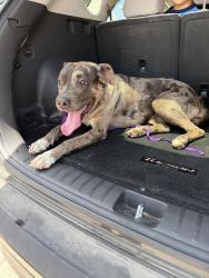 Found/Stray Female Dog last seen N heights, Crowley, TX 76036