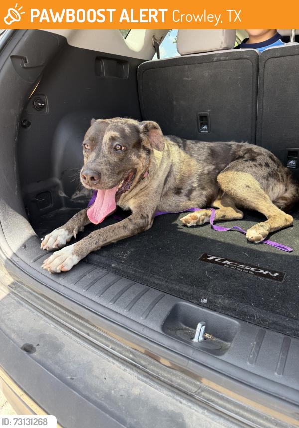 Found/Stray Female Dog last seen N heights, Crowley, TX 76036