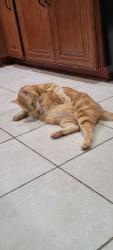 Lost Male Cat last seen QUAKER, Friendswood, TX 77546