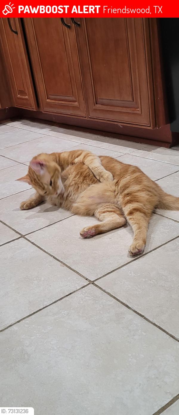 Lost Male Cat last seen QUAKER, Friendswood, TX 77546