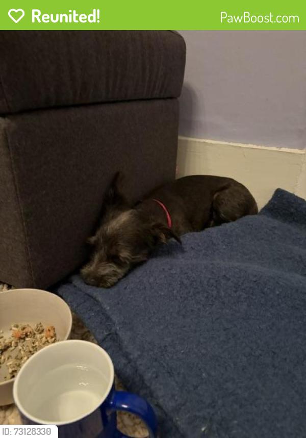 Reunited Male Dog last seen Shattuck and Alcatraz, Oakland, CA 94612