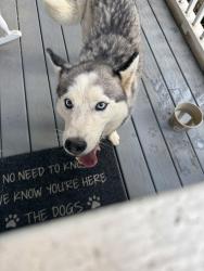 Reunited Female Dog last seen Pace road., Henderson County, NC 28792