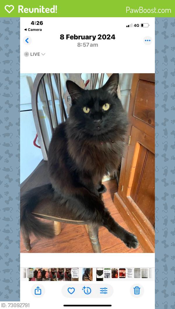 Reunited Male Cat last seen Roseneath and Yambla St, Clifton Hill, VIC 3068