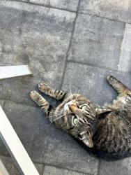 Found/Stray Unknown Cat last seen Barnett & Elm, New Haven, CT 06515