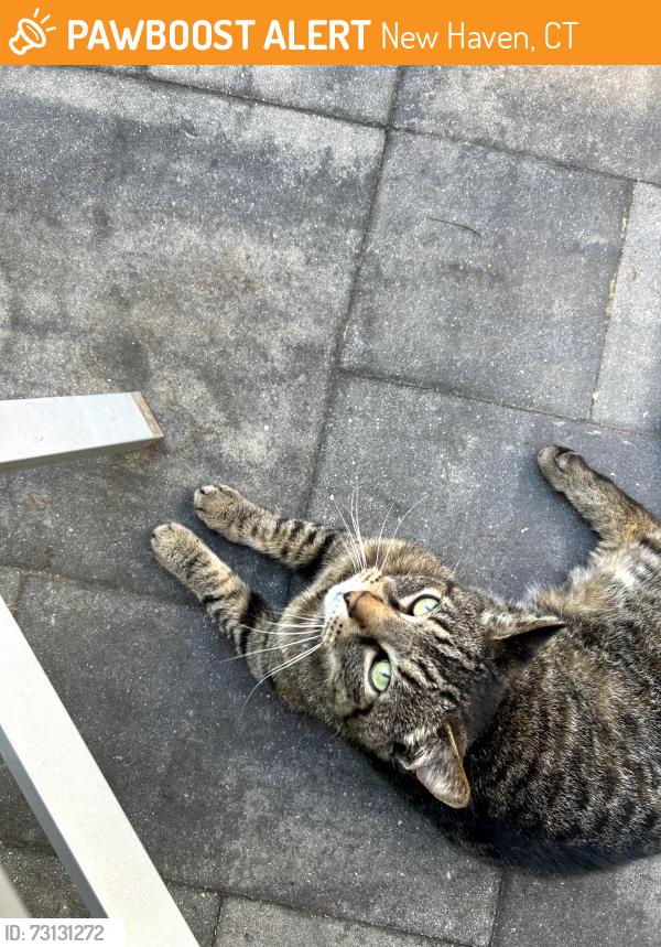 Found/Stray Unknown Cat last seen Barnett & Elm, New Haven, CT 06515