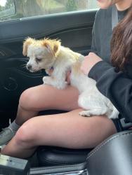 Reunited Female Dog last seen Bridgestone neighborhood, Harris County, TX 77388