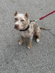 Reunited Female Dog last seen On Bayshore by Lakehurst towards crosstown, Port St. Lucie, FL 34986