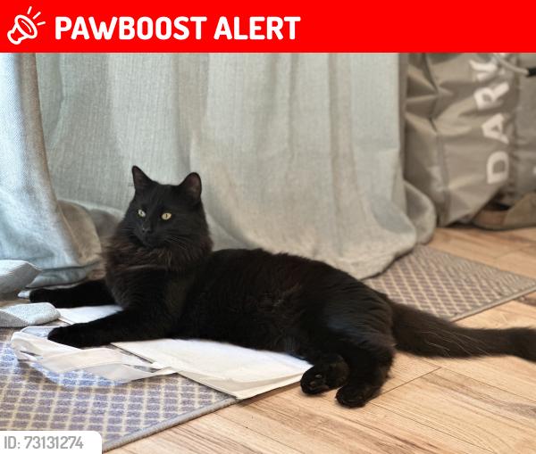Lost Male Cat last seen Rectory Grove behind The Greedy Breakfast, Southend-on-Sea, England 