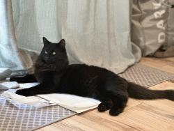 Lost Male Cat last seen Rectory Grove behind The Greedy Breakfast, Southend-on-Sea, England 