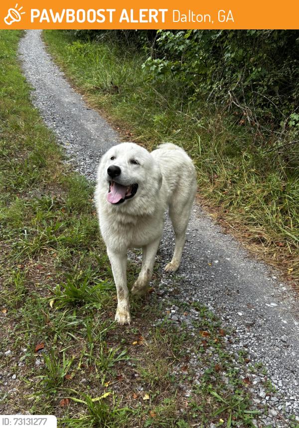 Found/Stray Male Dog last seen Tibbs Bridge Rd / Keith Mill Rd, Dalton, GA 30721