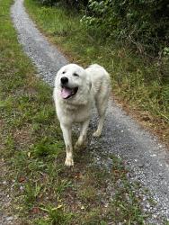 Found/Stray Male Dog last seen Tibbs Bridge Rd / Keith Mill Rd, Dalton, GA 30721