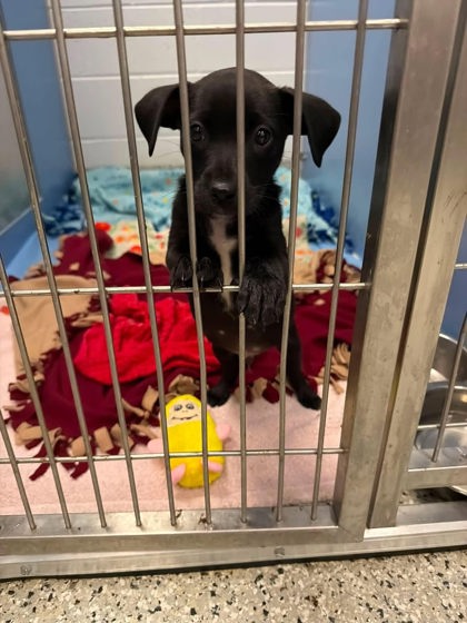 Shelter Stray Male Dog last seen E 27th St & Cherry St, KCMO, 64108, 64108, MO, 7077 Elmwood Ave, Kansas City, MO 64132, USA
