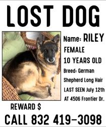 Lost Female Dog last seen Clay and blalock, Houston, TX 77041