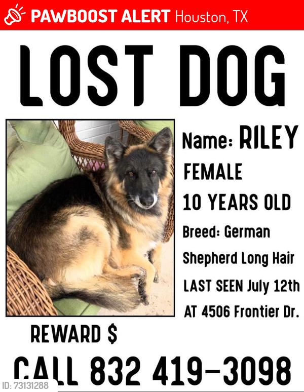Lost Female Dog last seen Clay and blalock, Houston, TX 77041