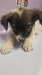 Shelter Stray Female Dog last seen Near darwin, COUNTY of El Paso, TX, 5001 Fred Wilson Ave, El Paso, TX 79906, USA