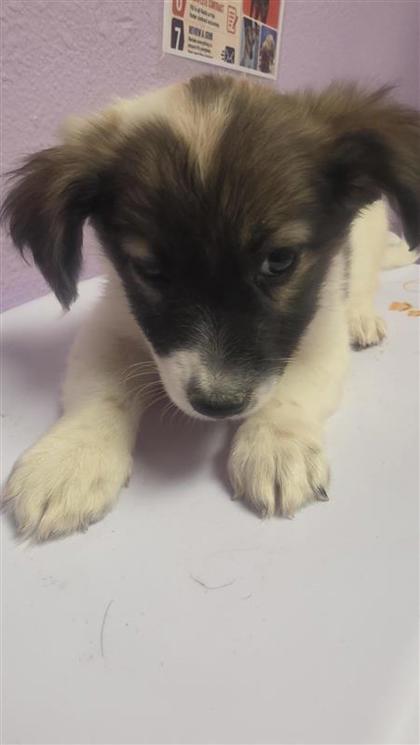 Shelter Stray Female Dog last seen Near darwin, COUNTY of El Paso, TX, 5001 Fred Wilson Ave, El Paso, TX 79906, USA