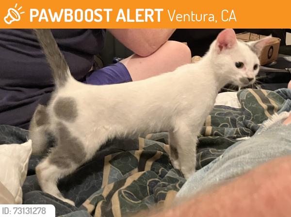 Found/Stray Unknown Cat last seen Sycamore, Ventura, CA 93001