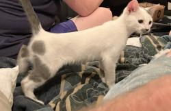 Found/Stray Unknown Cat last seen Sycamore, Ventura, CA 93001