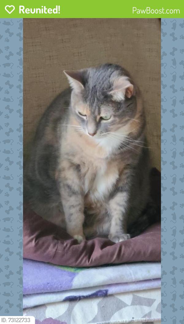 Reunited Female Cat last seen Meridian Rd NE, Olympia, WA 98516