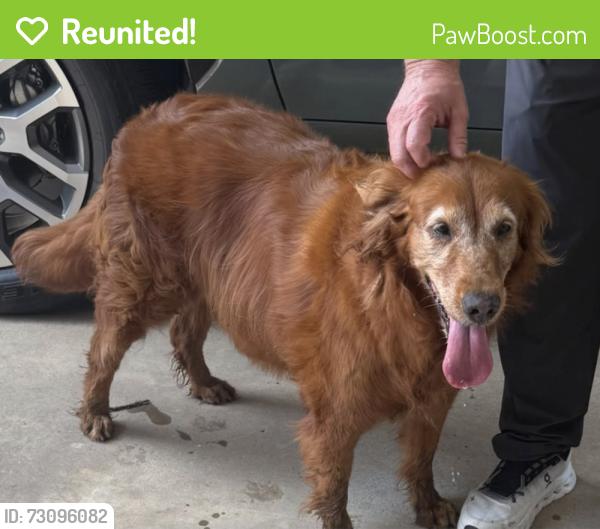 Reunited Female Dog last seen Fm 2978, Woodlane Forest, Magnolia, TX 77354