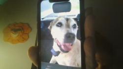 Reunited Male Dog last seen 12-14000 Indian River Drive and County Line Road, Jensen Beach, FL 34957